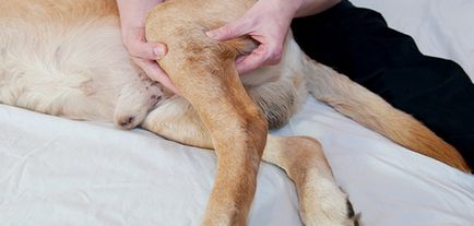Стречинг кучето признаци, симптоми, съвместно лечение