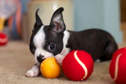цвета на кучето се разграничи ли на света през очите на топката