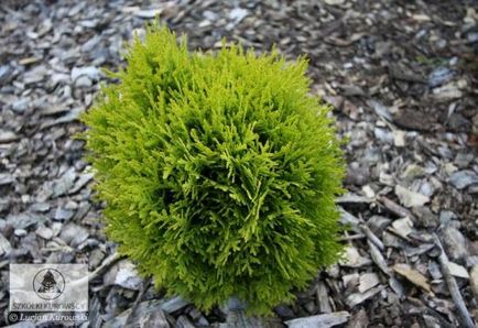 Възпроизвеждането Arborvitae резници