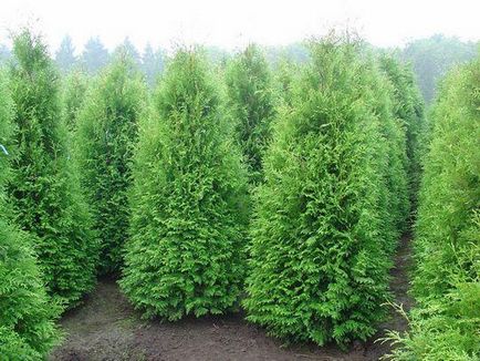 Възпроизвеждането Arborvitae резници