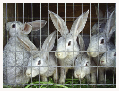 Развъждане на зайци у дома за начинаещи основните принципи