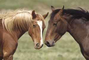 Развъждане на коне в домашно видео околната среда