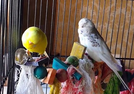 Развъждане вълнисти папагалчета у дома със снимки и видео