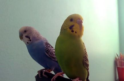 Развъждане вълнисти папагалчета у дома със снимки и видео