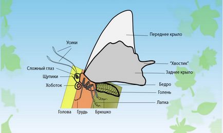 Развитие и структура на пеперуди - пътуване до Крим