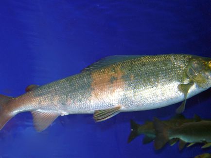 описание Inconnu вид риба, местообитания, видове и стойност Фото