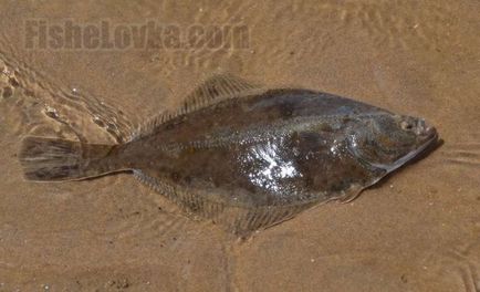 писия риба от Черно море се различава от Балтийско море