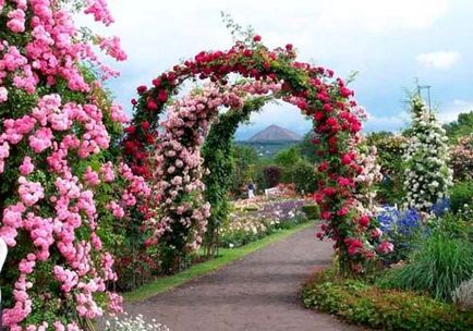 Рози в дизайна на градината и снимки на оригинала розови градини за украса на пейзажа