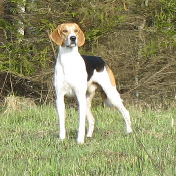 Руските пъстър хрътки и снимки и видеоклипове на кучета за лов и порода стандарт описание