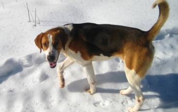 Руската пъстър хрътка описание порода, снимки, стандарт и характер на кучето