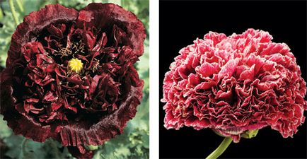 Garden Papaver видео инструкции за грижа със собствените си ръце, особено отглеждането на бели цветя от (им) Garden Papaver видео инструкции за грижа със собствените си ръце, особено отглеждането на бели цветя