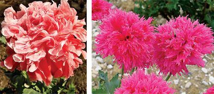 Garden Papaver видео инструкции за грижа със собствените си ръце, особено отглеждането на бели цветя (грижи) Garden Papaver видео инструкции за грижа със собствените си ръце, особено отглеждането на бели цветя