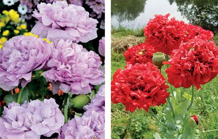 Garden Papaver видео инструкции за грижа със собствените си ръце, особено отглеждането на бели цветя