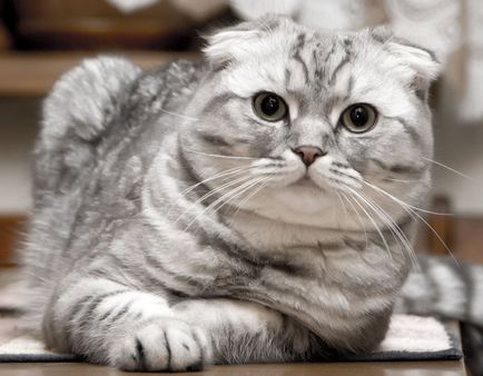 Най-скъпата котка в световната цена и снимки на 10-те най породи котки