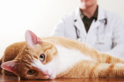 Най-често на чернодробното заболяване при котки симптоми и лечение