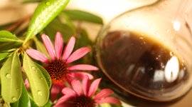 Saffron полезни свойства, като да (полезни) Saffron полезни свойства, като заснемането