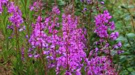 Saffron полезни свойства, като да (полезни) Saffron полезни свойства, като заснемането