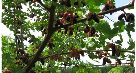 Mulberry е от полза и лечебни свойства на противопоказания