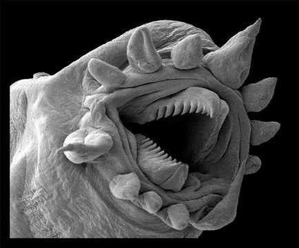 Шокиращи създаване под микроскоп