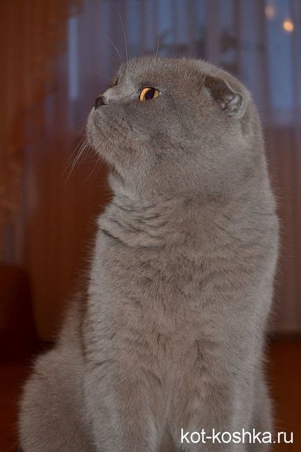Шотландски котка - описание на различията между шотландските Сгънете котки и pryamouhie