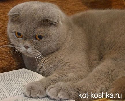 Шотландски котка - описание на различията между шотландските Сгънете котки и pryamouhie