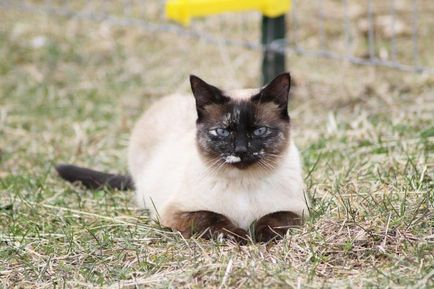 Сиамски снимка, описание порода, цена, вид, видео, детски ясли - murkote за котки и котки