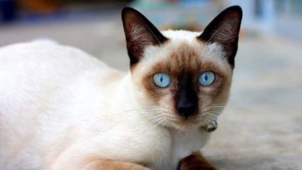 Сиамски снимка, описание порода, цена, вид, видео, детски ясли - murkote за котки и котки