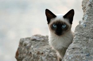 Сиамски котки - описание, снимки, цени, характер, грижи, видео, уеб сайт 