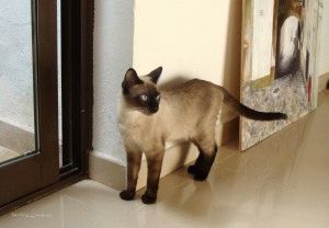 Сиамски котки - описание, снимки, цени, характер, грижи, видео, уеб сайт 