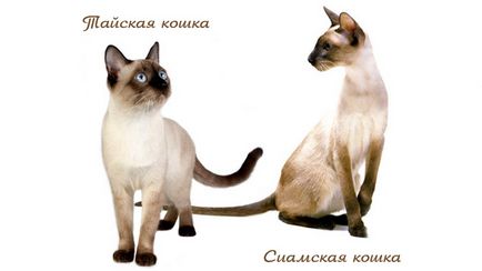 Сиамски описание на характера и порода, цени за котенца и коментари (снимка)