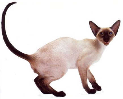 Сиамски описание на характера и порода, цени за котенца и коментари (снимка)