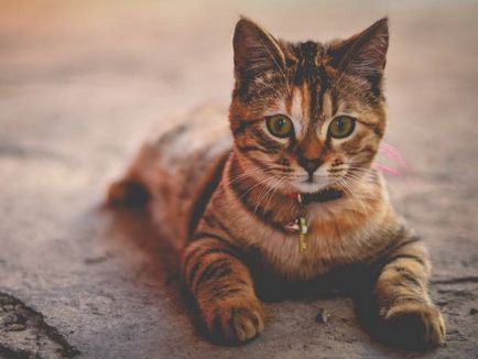 Как една котка може да оцелее без храна или вода