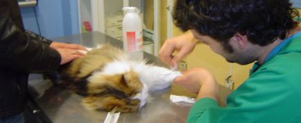 Бърза ветеринарна помощ за котки симптоми и колко бързо трябва да се реагира на външния им вид