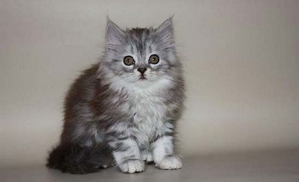 Шотландски Прав (шотландски котки) снимки, цена, описание порода, характер, видео - murkote за котки
