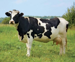 Чифтосване крави и подготовка оборудване, домашно стопанство