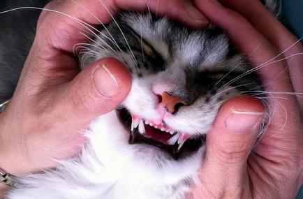 Промяната на млечни зъби при котенца възраст и симптоми