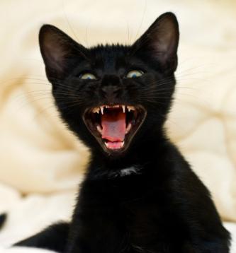 Замяна на зъбите при котенца