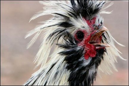 Смешни пиле снимка и забавен петли автопортрет!