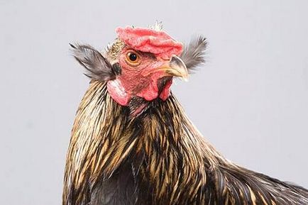 Смешни пиле снимка и забавен петли автопортрет!