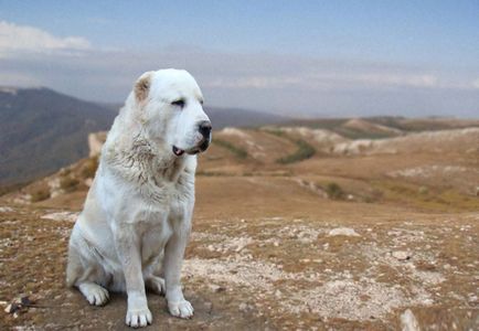 Алабай куче - порода описание и природата (туркменски алабай)