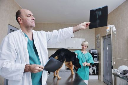 Кучето кашлица, за лечение на блога ветеринари - belanta