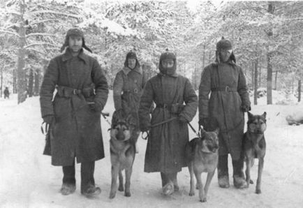 Кучета във войната подвизите на кучета на Великата Отечествена война