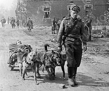 Кучета в Великата отечествена война, четириноги герои спечелят