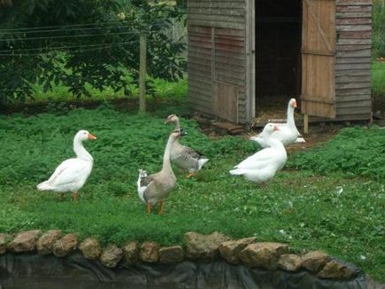 Съхраняване и размножаване гъски в дома