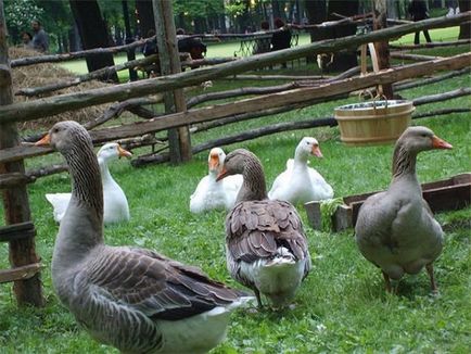 Съхраняване и размножаване гъски в дома