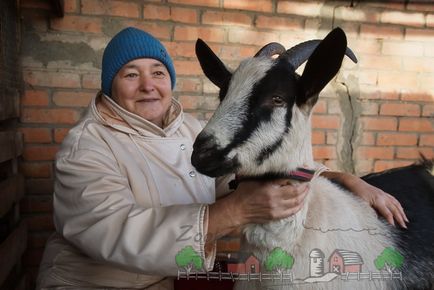 Поддържане и размножаване в кози у дома със собствен Съединение, лятна къща или двор