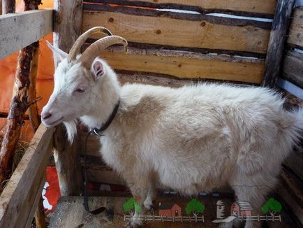 Поддържане и размножаване в кози у дома със собствен Съединение, лятна къща или двор