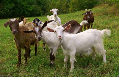 Съдържанието на козите у дома за начинаещи