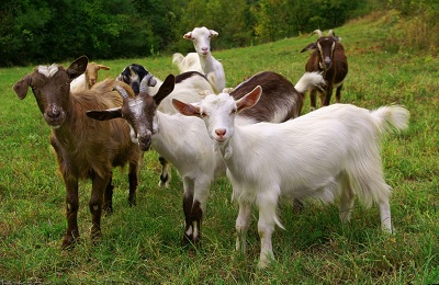 Съдържанието на козите у дома за начинаещи