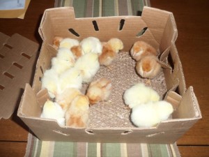 Съдържанието на пилетата у дома правилници, наредби